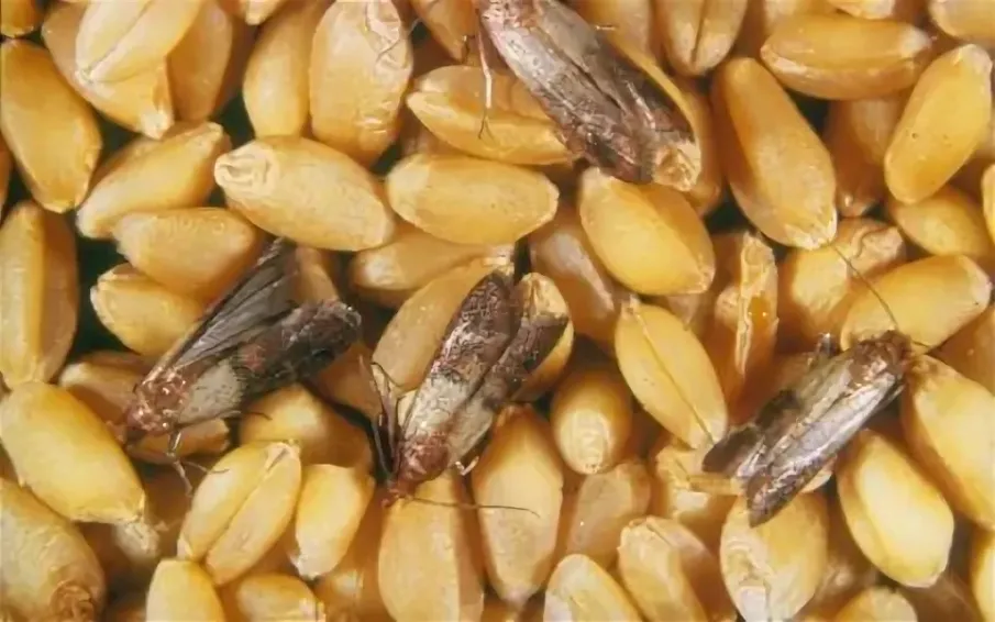 Амбарные вредители-скрытая угроза для семенного фонда